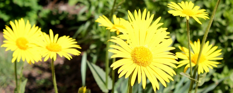 陽臺如何養(yǎng)雛菊，需要注意什么