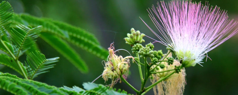 陽臺(tái)如何養(yǎng)合歡花，需要注意什么