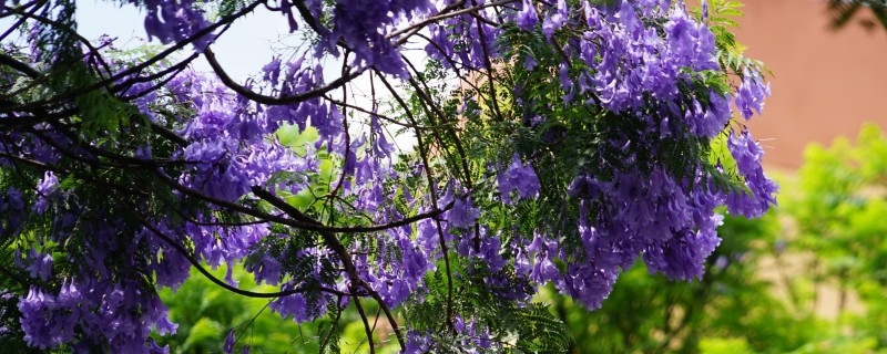 陽臺如何養(yǎng)藍(lán)花楹，需要注意什么