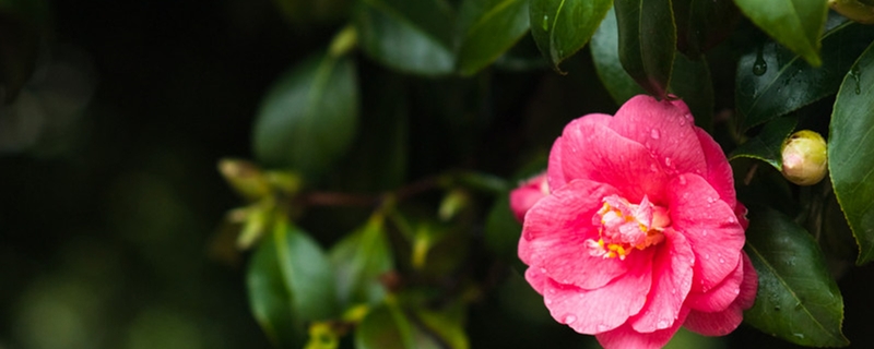 山茶花的養(yǎng)殖方法，山茶花圖片