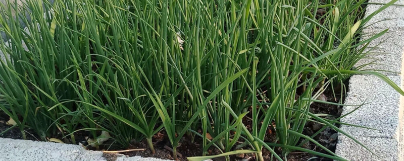 大蒜種植時(shí)間和方法，大蒜怎么種