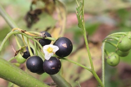 野茄子