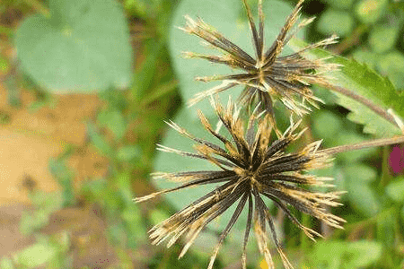 鬼針草