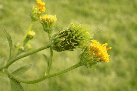 鬼針草