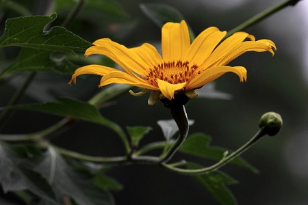 漂亮的菊花