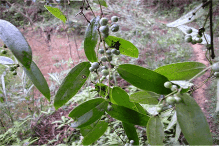 漂亮的土茯苓