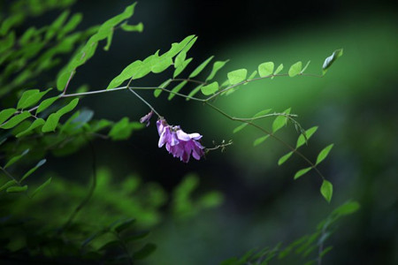 漂亮的花木藍(lán)