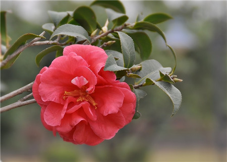 漂亮的茶花