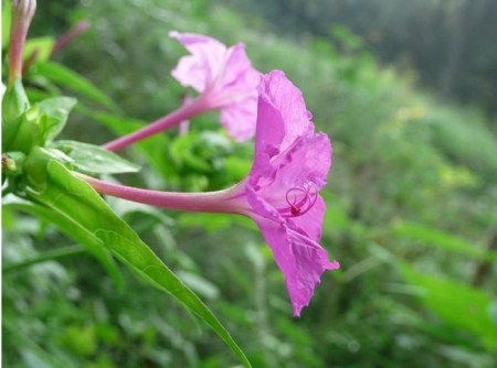 漂亮的紫茉莉