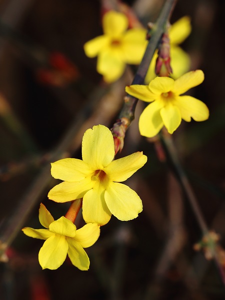 迎春花