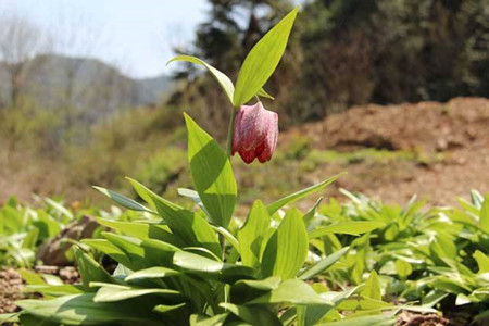 花貝母