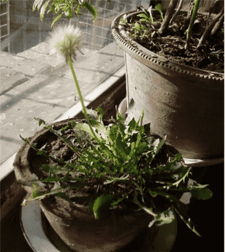 栽進(jìn)花盆