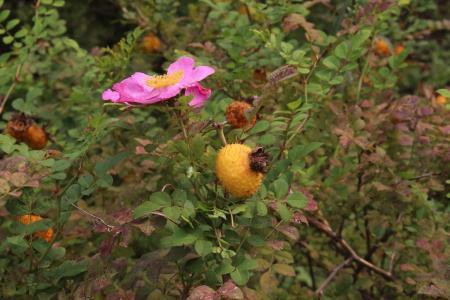 繅絲花