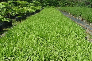 一大片吉祥草