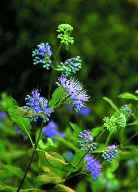 蒙古蕕植株