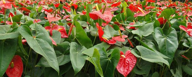 紅掌幾月份開(kāi)花