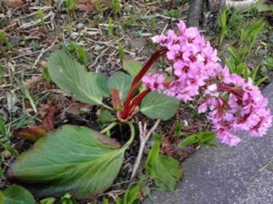 地栽巖白菜