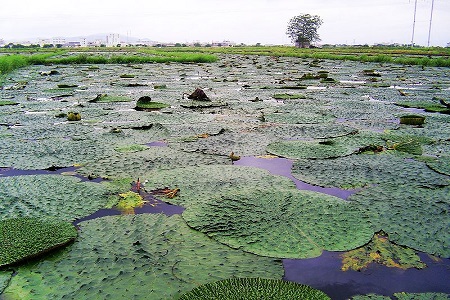 芡實(shí)