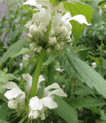 野芝麻的花