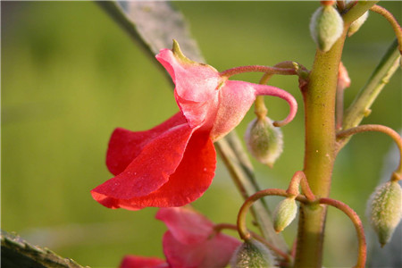 鳳仙花