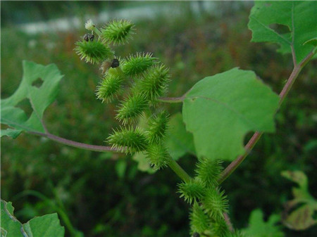 蒼耳植株