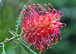 紅花銀樺