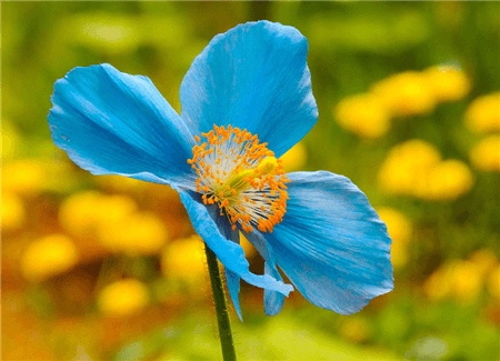 綠絨嵩開(kāi)花