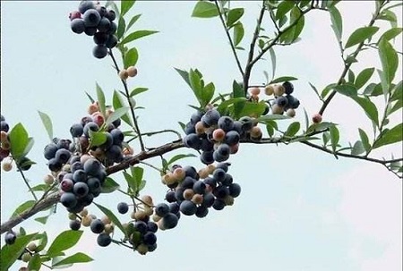 烏飯子植株