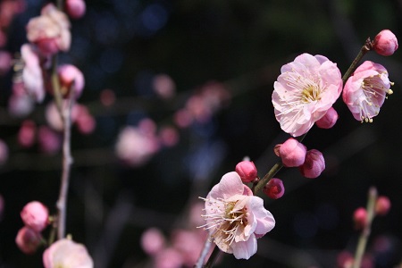 山梅花