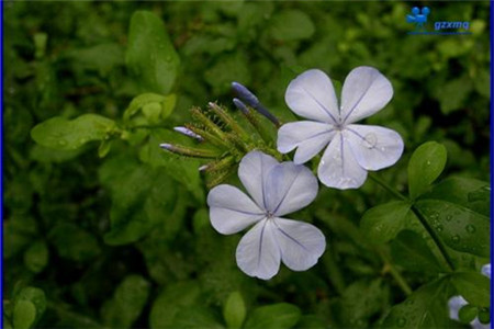 藍(lán)花丹