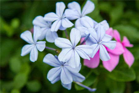 藍(lán)花丹