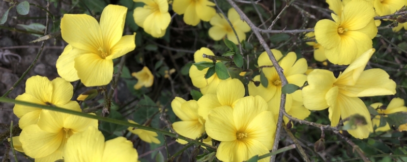 迎春花幾月開