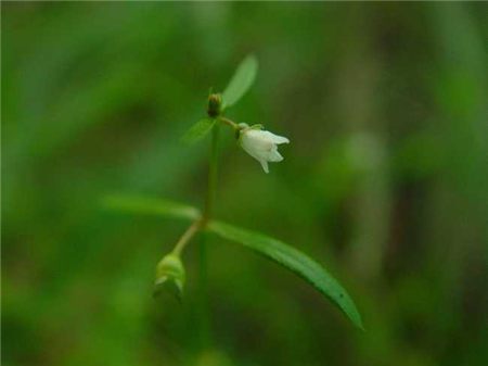 白花蛇舌草