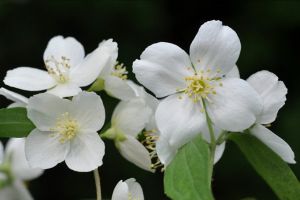 山梅花的價值是什么