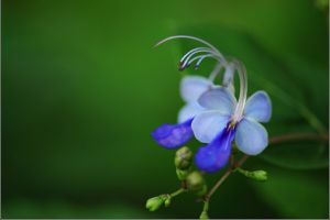 藍蝴蝶的花語和名稱由來