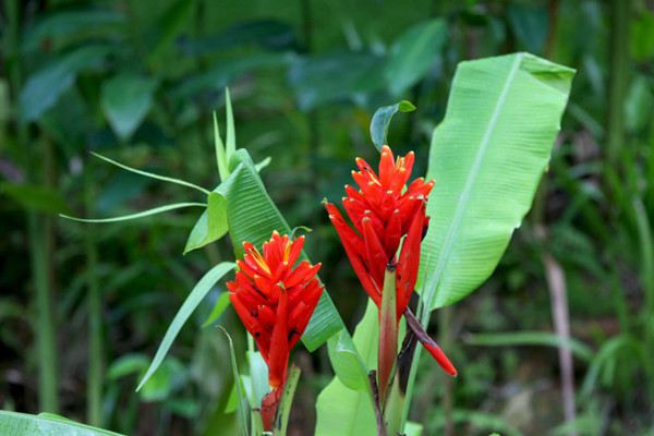 紅花蕉的花語及其價(jià)值