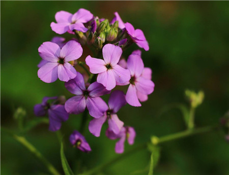 藍(lán)香芥