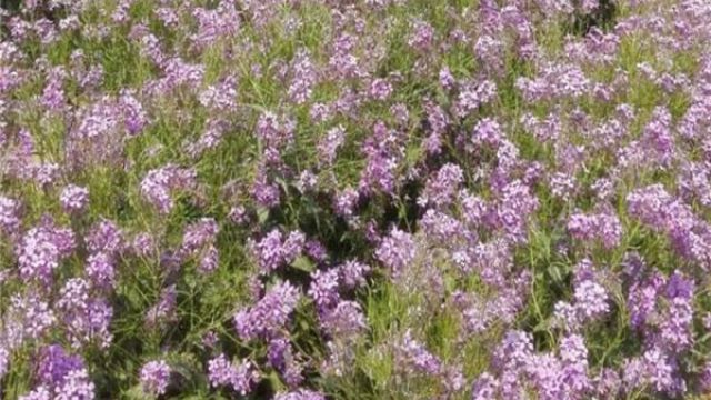 藍(lán)香芥的作用是什么