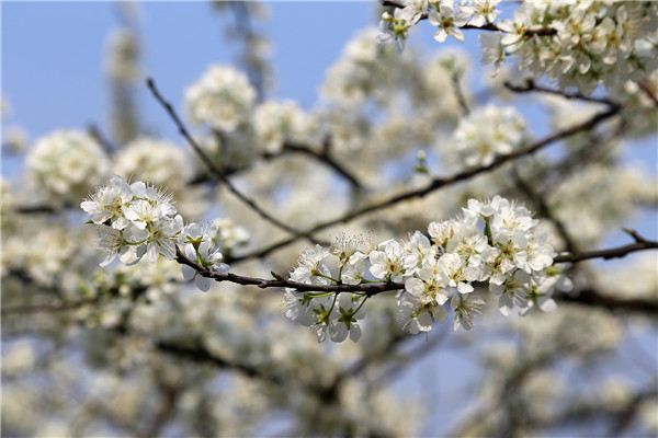 梨樹(shù)的花語(yǔ)和文化寓意