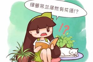 綠蘿吊蘭也有花語？養(yǎng)了大半輩子，你竟然不知道