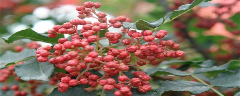 花椒種子怎樣育苗，花椒苗什么時(shí)候種植