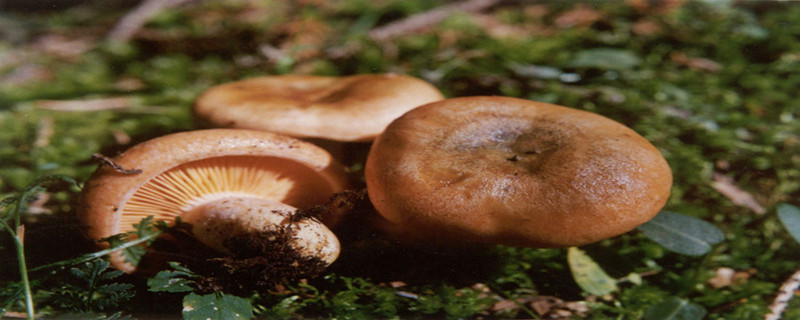 松乳菇可以人工栽培嗎（種植技術(shù)和產(chǎn)量）