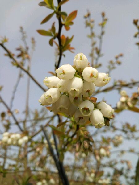 藍莓的花語