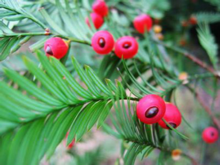 紅豆杉的花語(yǔ)