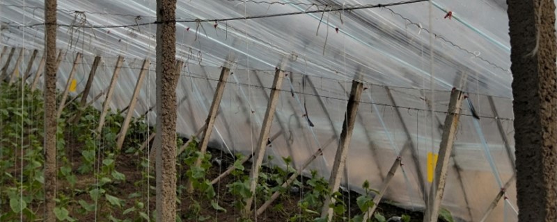 大棚蔬菜種植技術(shù)