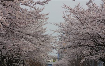 日本的櫻花文化