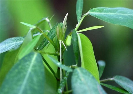 跳舞草的花語