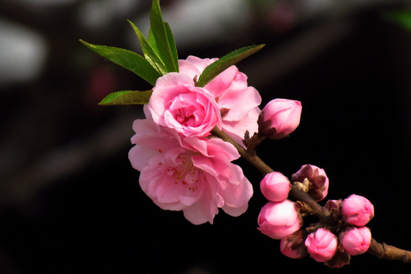 碧桃的花語(yǔ)和傳說