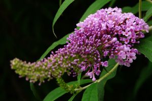 醉魚草的花語(yǔ)和文化背景