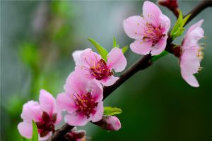 桃花的花語(yǔ)和傳說(shuō)